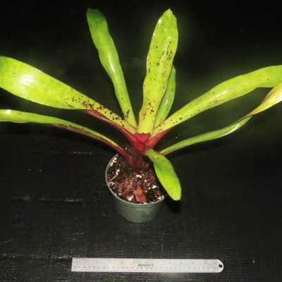 Aechmea 'Rakate' | Bromeliad Paradise