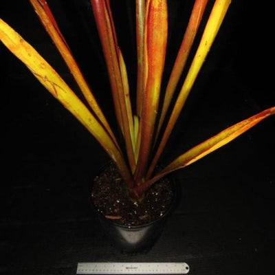 Aechmea 'Red Candles' | Bromeliad Paradise