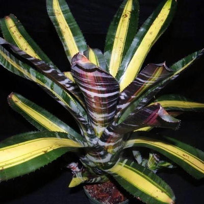 Aechmea 'Roberto Menescal' | Bromeliad Paradise
