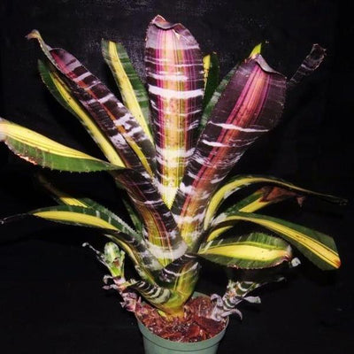Aechmea 'Roberto Menescal' | Bromeliad Paradise