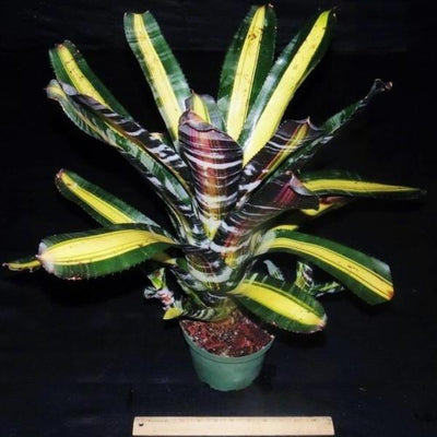 Aechmea 'Roberto Menescal' | Bromeliad Paradise