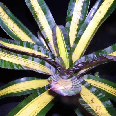 Aechmea 'Roberto Menescal' | Bromeliad Paradise