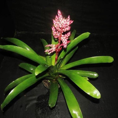 Aechmea 'Romero' | Bromeliad Paradise