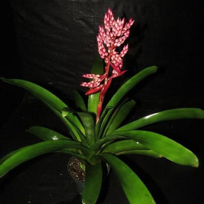 Aechmea 'Romero' | Bromeliad Paradise