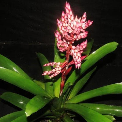 Aechmea 'Romero' | Bromeliad Paradise