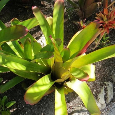 Aechmea rubens | Bromeliad Paradise