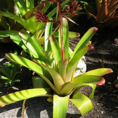 Aechmea rubens | Bromeliad Paradise