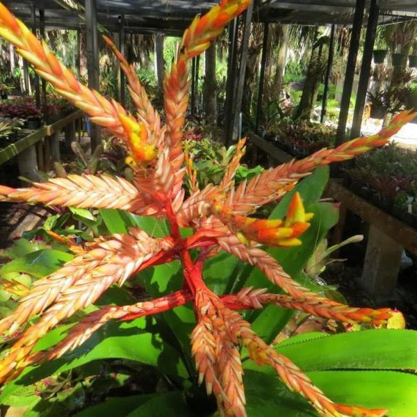 Aechmea tessmannii | Bromeliad Paradise