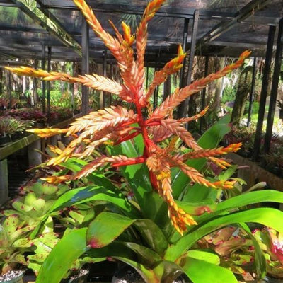 Aechmea tessmannii | Bromeliad Paradise