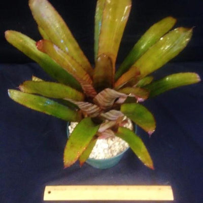 Aechmea 'Vaquero' | Bromeliad Paradise