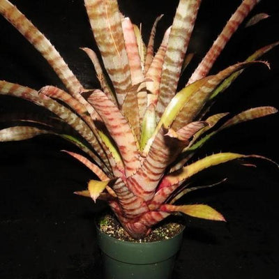 Aechmea 'Vaquero' | Bromeliad Paradise