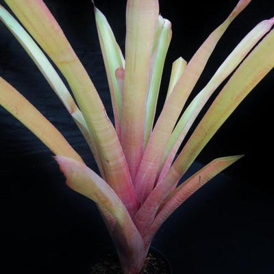 Aechmea wittmackiana (Large Cultivar) | Bromeliad Paradise