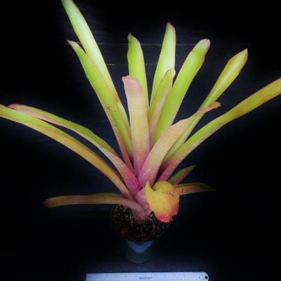 Aechmea wittmackiana (Large Cultivar) | Bromeliad Paradise