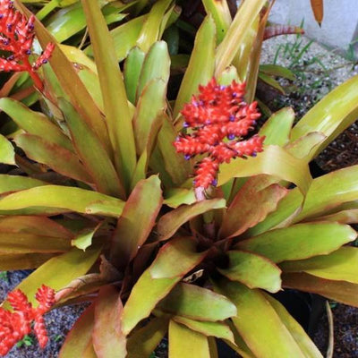 Aechmea wittmackiana (Small Cultivar) | Bromeliad Paradise
