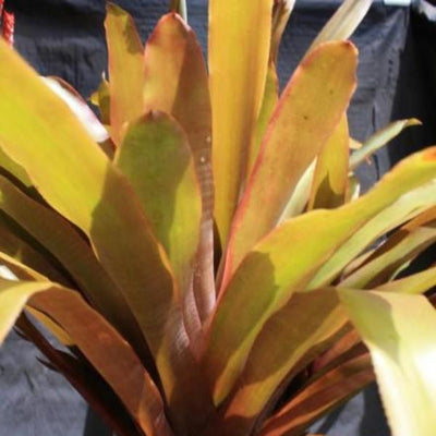 Aechmea wittmackiana (Small Cultivar) | Bromeliad Paradise