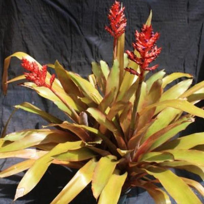 Aechmea wittmackiana (Small Cultivar) | Bromeliad Paradise
