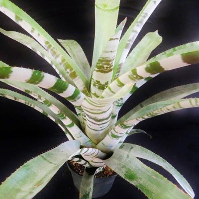 Aechmea zebrina 'Surprise' | Bromeliad Paradise