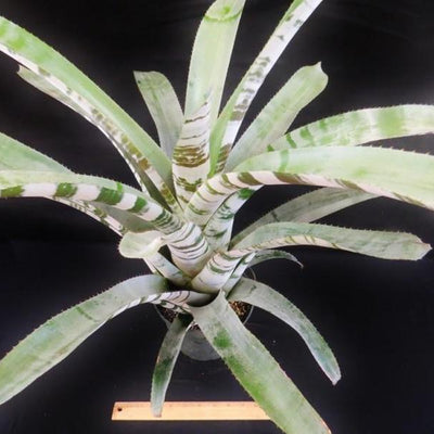 Aechmea zebrina 'Surprise' | Bromeliad Paradise