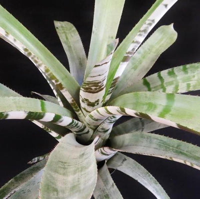 Aechmea zebrina 'Surprise' | Bromeliad Paradise