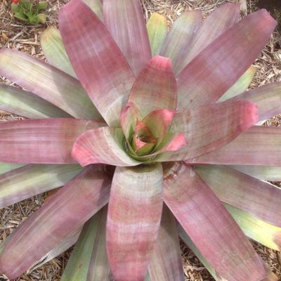 Alacantera imperialis 'Rubra' | Bromeliad Paradise