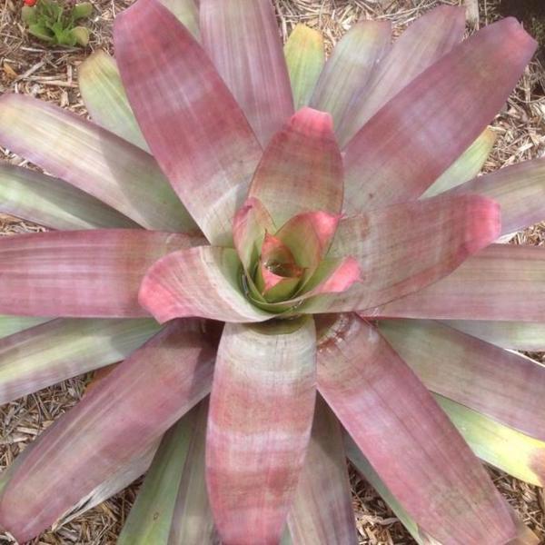 Alacantera imperialis 'Rubra' | Bromeliad Paradise