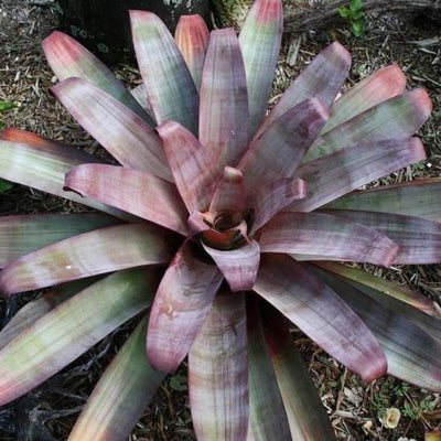 Alacantera imperialis 'Rubra' | Bromeliad Paradise
