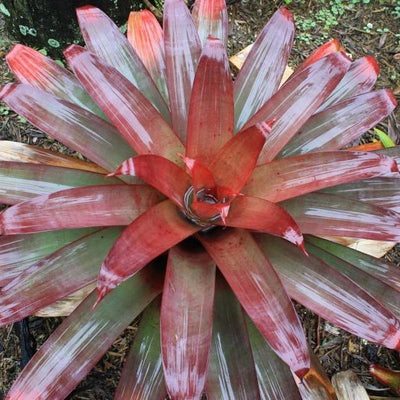 Alacantera imperialis 'Rubra' | Bromeliad Paradise