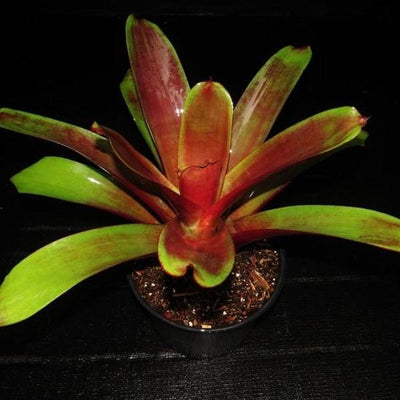 Alcantarea imperialis cv. 'Red' | Bromeliad Paradise