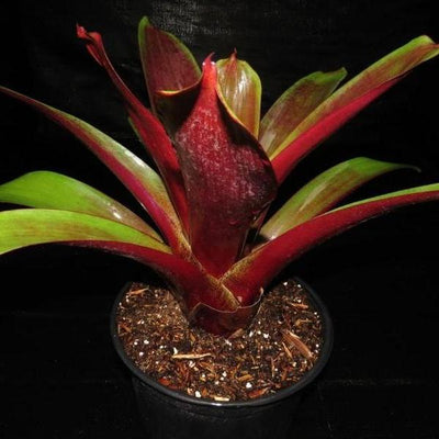 Alcantarea imperialis cv. 'Red' | Bromeliad Paradise
