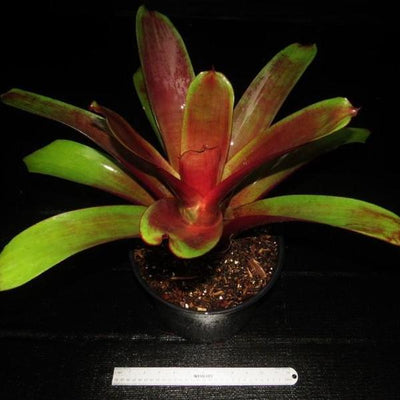 Alcantarea imperialis cv. 'Red' | Bromeliad Paradise