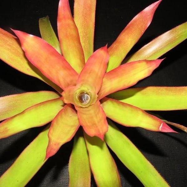 Androlepis 'Paradise' | Bromeliad Paradise
