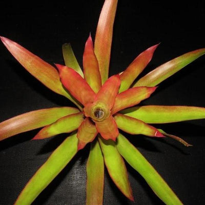 Androlepis 'Paradise' | Bromeliad Paradise