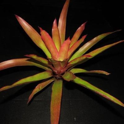 Androlepis 'Paradise' | Bromeliad Paradise