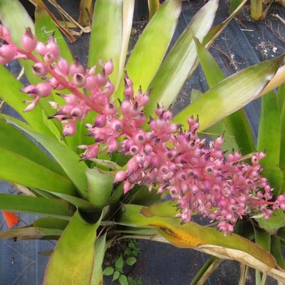 Androlepis 'Paradise' | Bromeliad Paradise