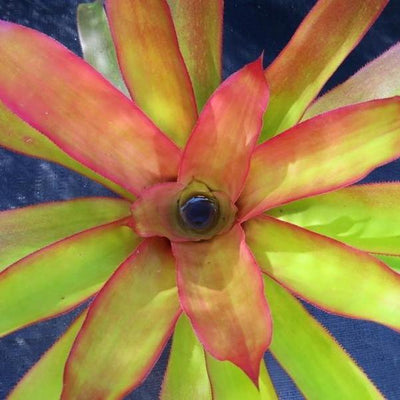 Androlepis 'Paradise' | Bromeliad Paradise