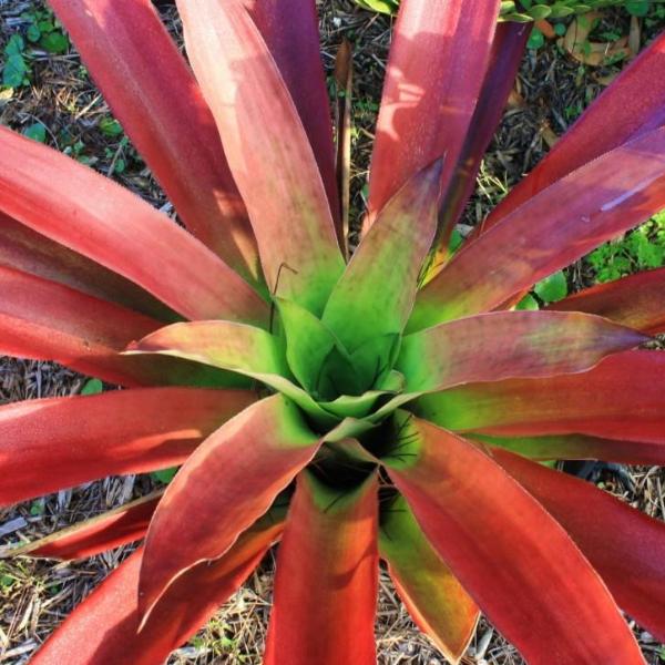 Androlepis skinneri | Bromeliad Paradise