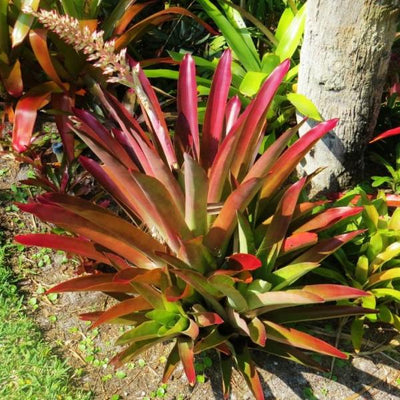 Androlepis skinneri | Bromeliad Paradise