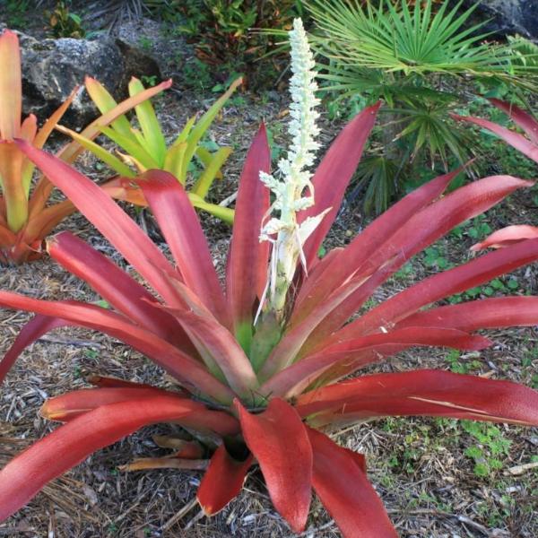 Androlepis skinneri | Bromeliad Paradise