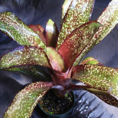 Bilbergia 'Mamie B' | Bromeliad Paradise