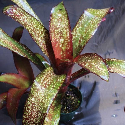 Bilbergia 'Mamie B' | Bromeliad Paradise