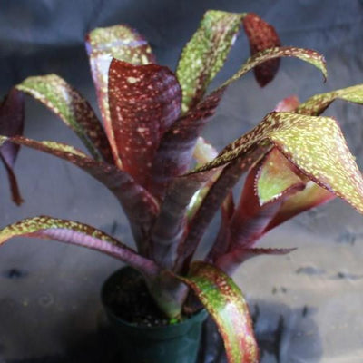 Bilbergia 'Mamie B' | Bromeliad Paradise