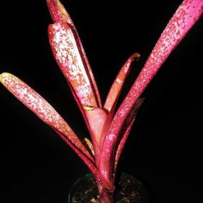Billbergia 'Afterglow' | Bromeliad Paradise