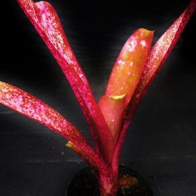 Billbergia 'Afterglow' | Bromeliad Paradise