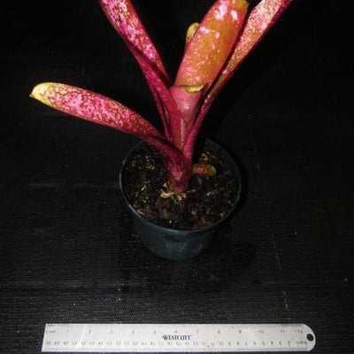 Billbergia 'Afterglow' | Bromeliad Paradise