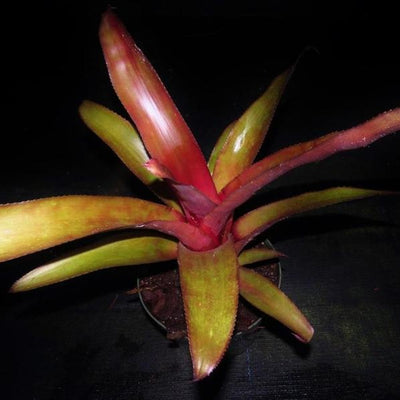 Billbergia amoena cv stolonifera | Bromeliad Paradise