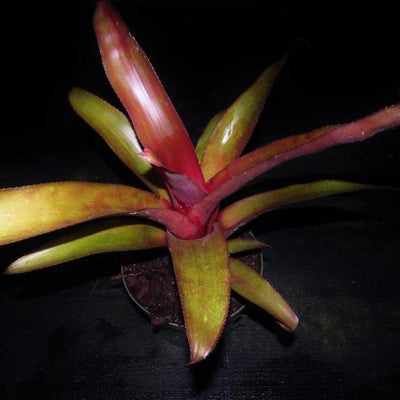Billbergia amoena cv stolonifera | Bromeliad Paradise