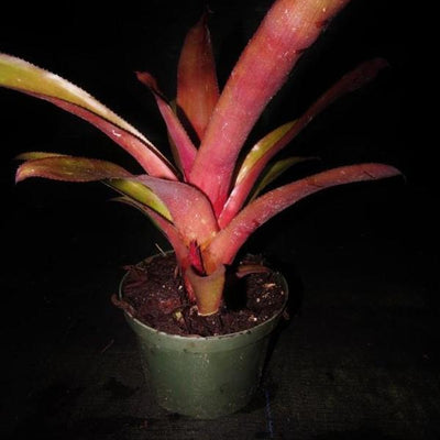 Billbergia amoena cv stolonifera | Bromeliad Paradise