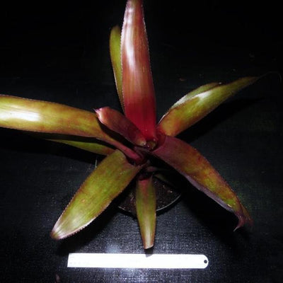 Billbergia amoena cv stolonifera | Bromeliad Paradise