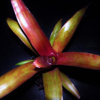 Billbergia amoena cv stolonifera | Bromeliad Paradise