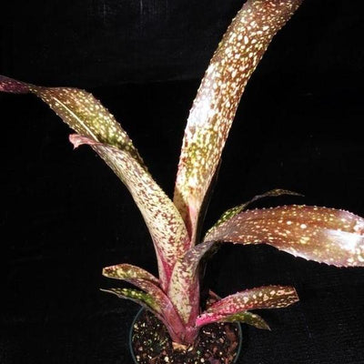 Billbergia 'Appaloosa' | Bromeliad Paradise